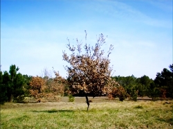 خیلی خیلی کوچک (1) (قوطی )